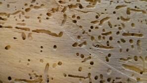 A cross section of a piece of wood showing extensive woodworm damage.