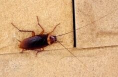 Cockroach picture
