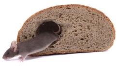 what a house mouse looks like in the uk