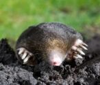 Humane Mole Control