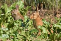 picture of rabbit damage
