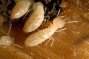 termite close up