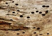 termite damage