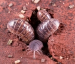 picture of a woodlice infestation