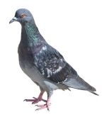 Picture of a single pigeon