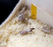 Moth larvae turning into moths picture of a moth