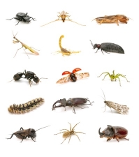 collection of insects pictured against a white background.