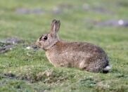 Rabbits can become a pest through their eating habits rabbit eating
