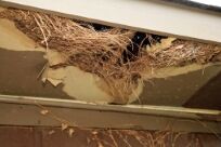 Squirrels can strip back wood for their nests leaving gaping holes in a roof squirrel damage to house roof