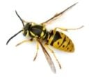 There are two main types of wasps in the UK, the Common Wasp and German Wasps wasp types in the uk