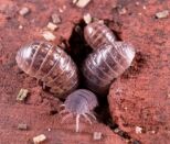 A severe woodlouse infestation can be troublesome picture of a woodlice infestation