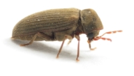 A close up of a wood boring beetle