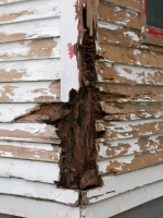 Woodworm can cause severe damage to a property