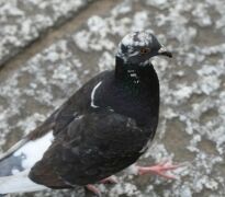 Pigeons are renowned for making a mess messy pigeon